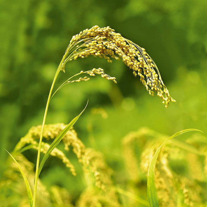 Șampon Weleda Millet Nourishing (190 ml)