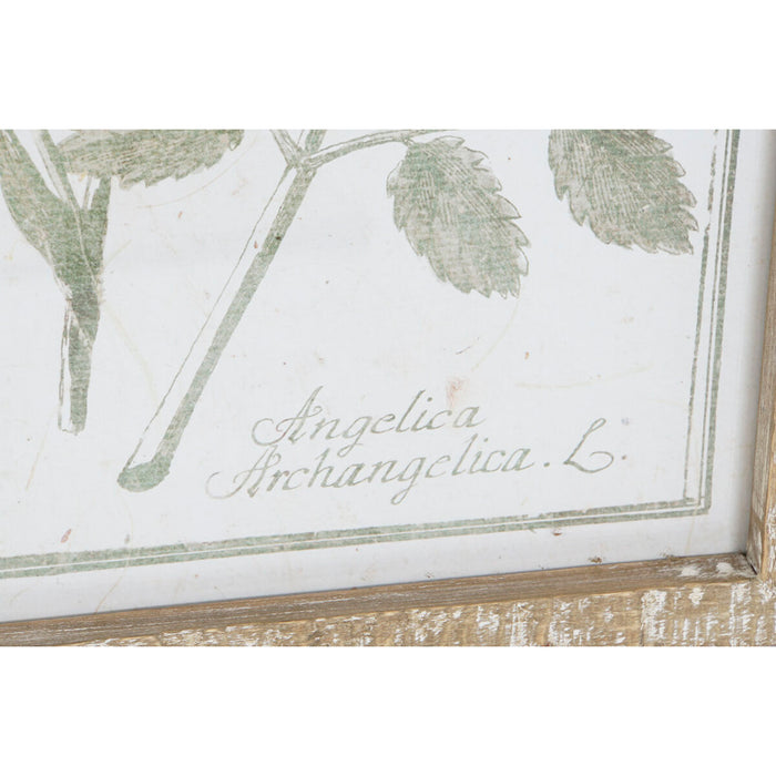 Tablou DKD Home Decor Cottage Plante botanice 30 x 2 x 50 cm (9 Unități)