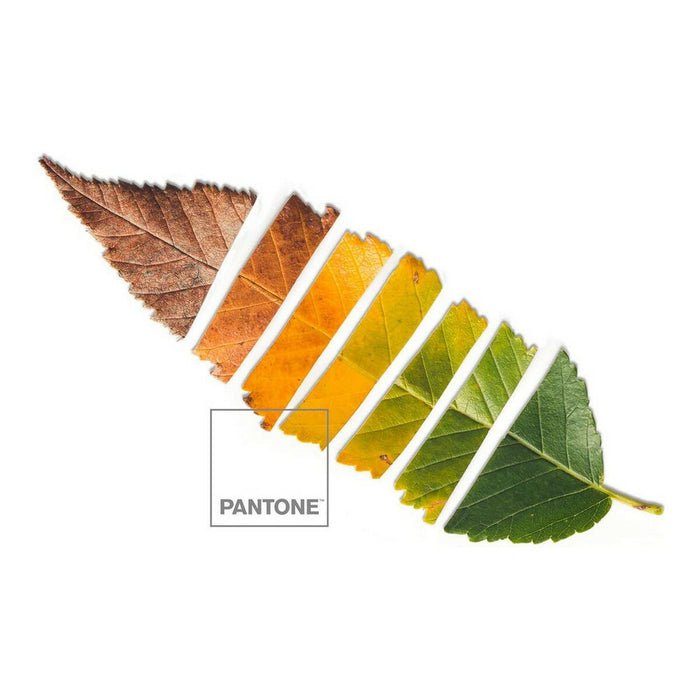 Cuvertură (de pat) Leaf Pantone