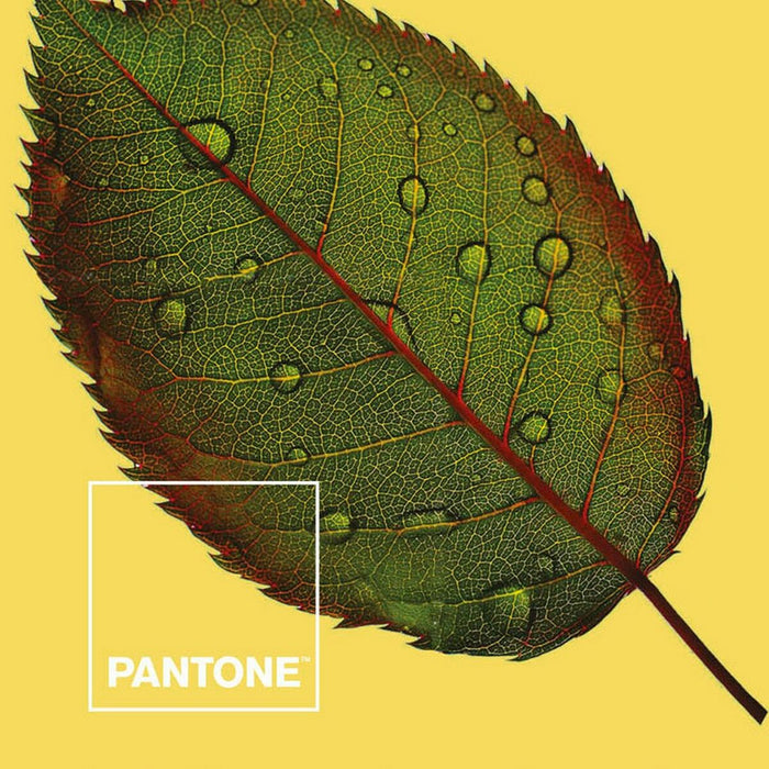 Husă de pilotă Nature Pantone