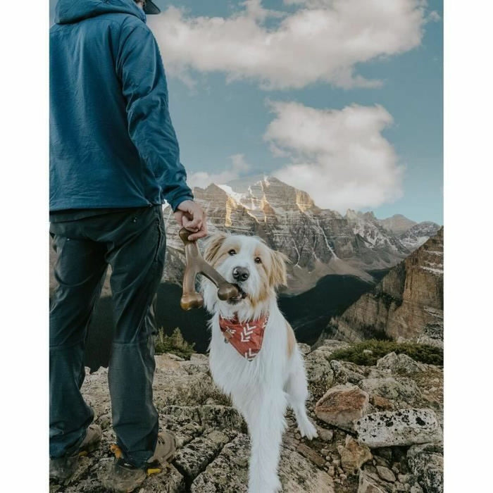 Jucărie pentru câine Benebone animale