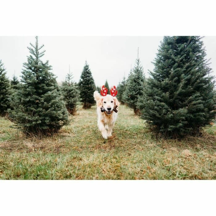 Jucărie pentru câine Benebone Maro animale