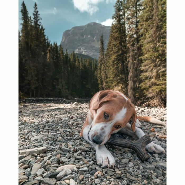 Jucărie pentru câine Benebone Maro animale