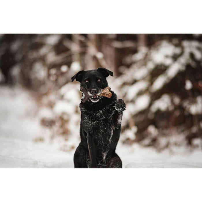 Jucărie pentru câine Benebone Maro animale