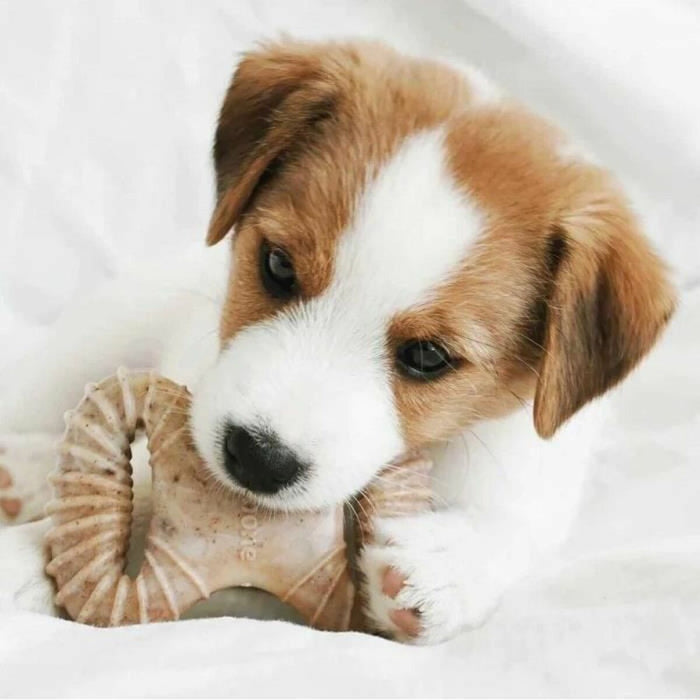 Jucărie pentru câine Benebone animale