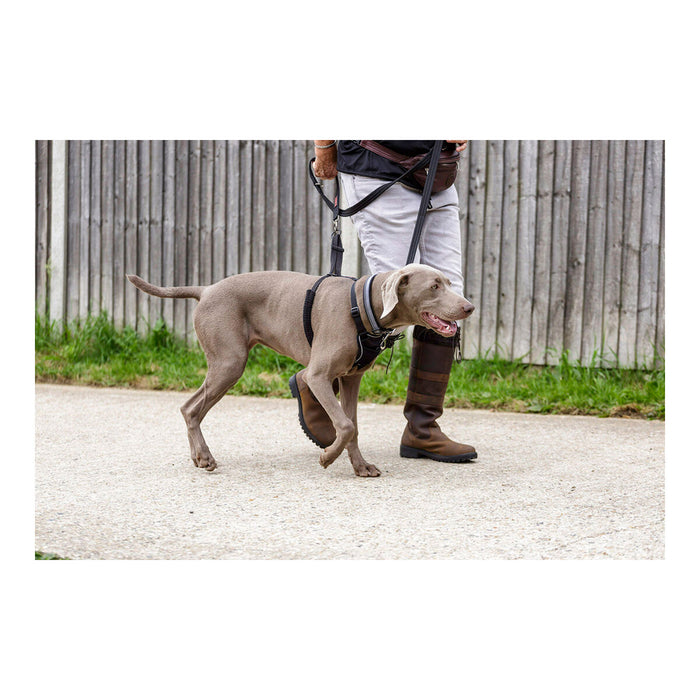 Ham pentru câini Company of Animals Halti Mărimea M (34-56 cm)