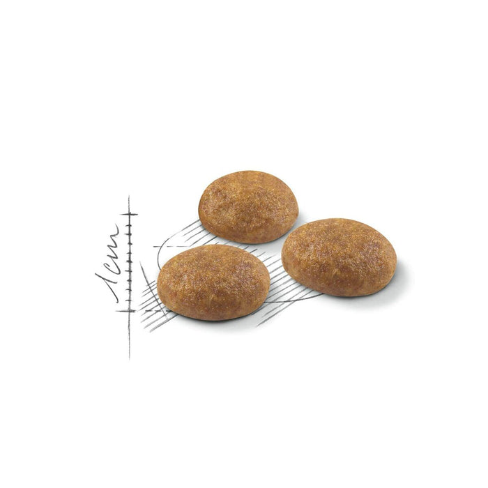 Mâncare pentru pisici Royal Canin Active Life Outdoor Adult Păsări 4 Kg