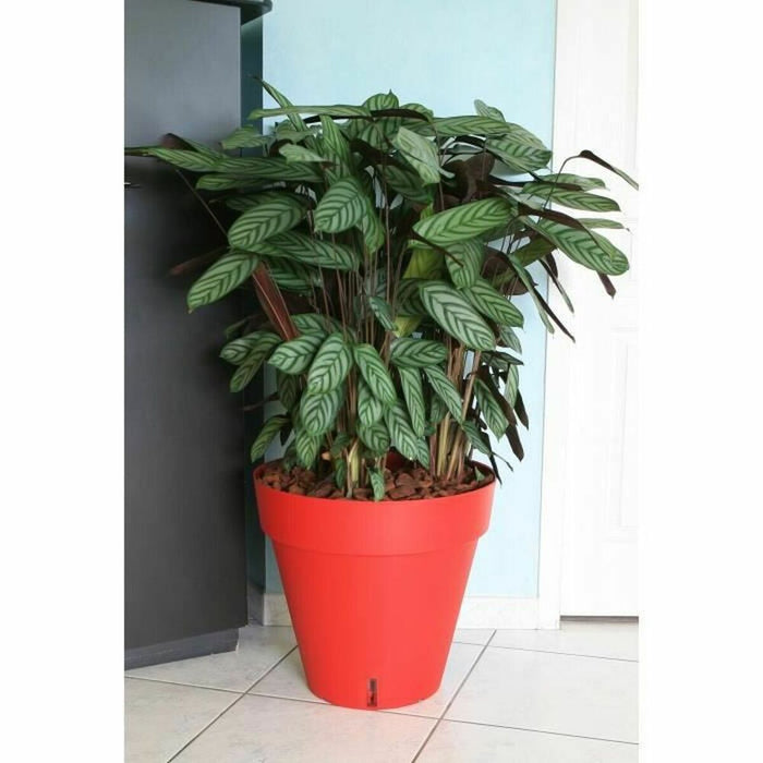 Ghiveci Riviera Roșu polipropilenă Plastic Rotund Míč Ø 50 cm