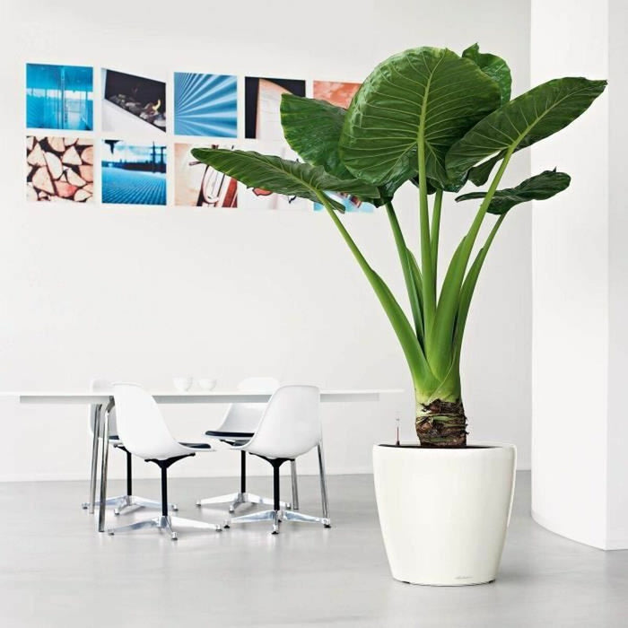 Ghiveci Lechuza Maro Ø 50 cm Plastic
