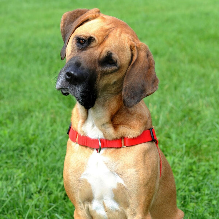 Ham pentru câini Dingo Easy Walk Roșu