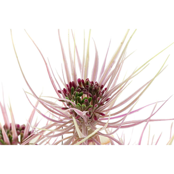 Plantă decorativă DKD Home Decor Maro Polietilenă Verde PVC 40 x 40 x 120 cm (2 Unități)