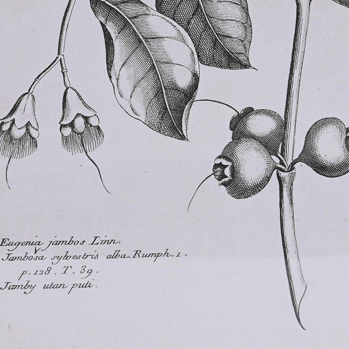 Tablou DKD Home Decor Brad Geam 50 x 65 x 2 cm 50 x 2 x 65 cm Plante botanice (4 Piese)