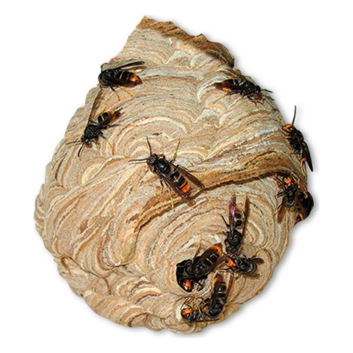 Insecticde Massó Viespi 750 ml