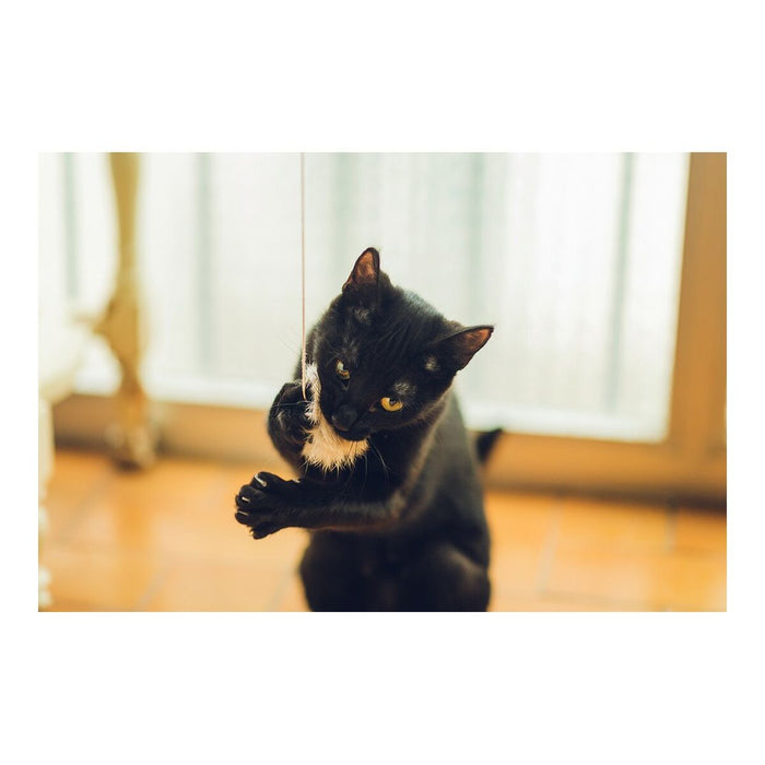 Undiță pentru pisici Gloria Gaudí Pompoane (6 cm)