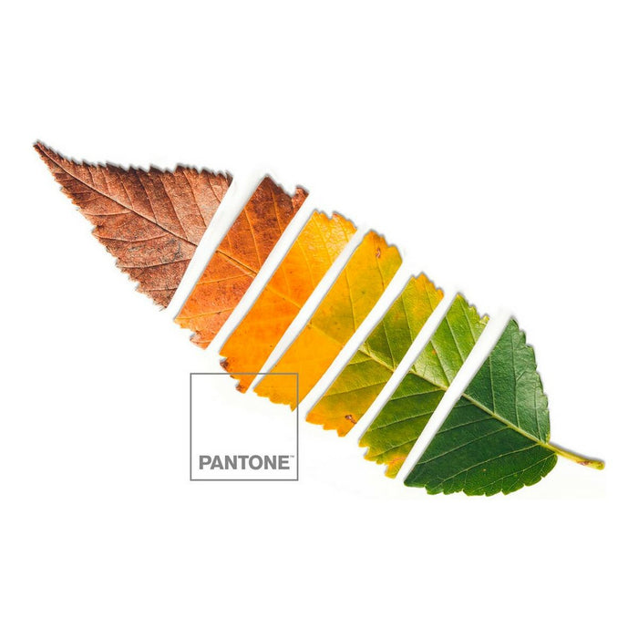 Set de foi Leaf Pantone