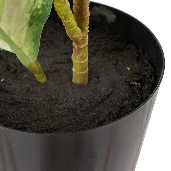 Plantă decorativă Polietilenă PEVA Dieffenbachia 42 x 42 x 52 cm