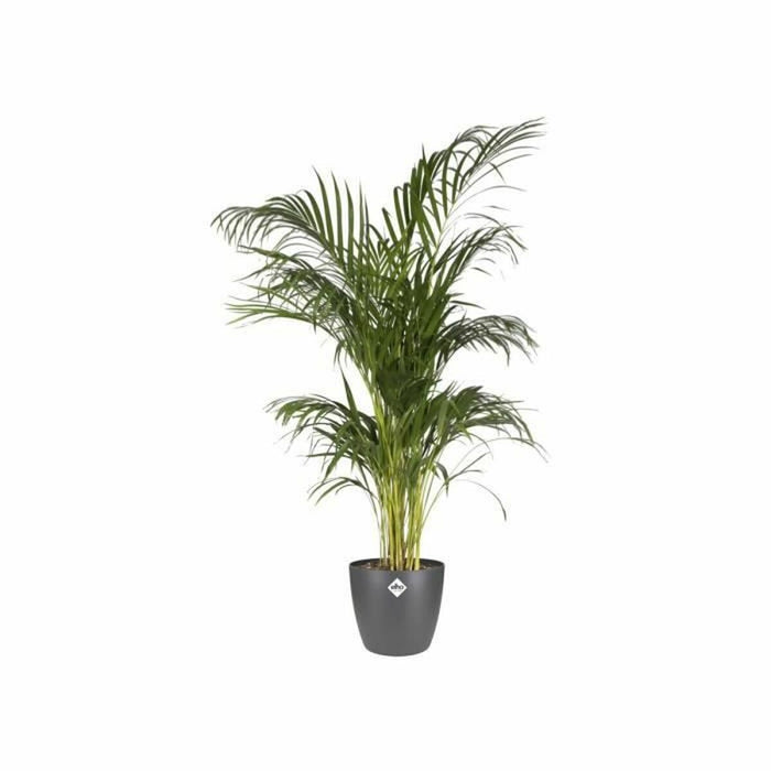 Ghiveci Elho 5642322542500 Antracit polipropilenă Plastic Rotund