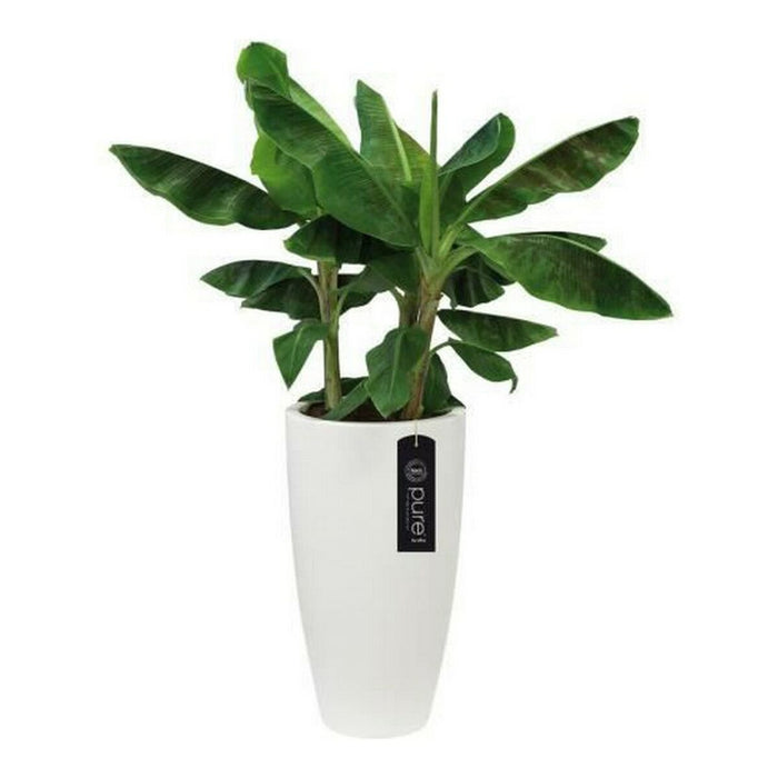 Ghiveci Elho Alb Plastic Rotund Ø 35 cm Ø 34,5 x 61,5 cm