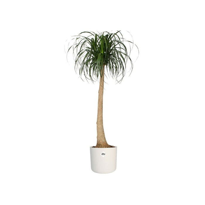 Ghiveci Elho Alb Verde Plastic 30 x 30 x 28 cm
