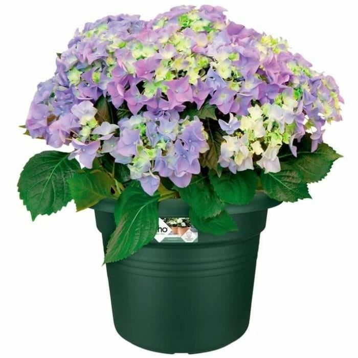 Ghiveci Elho   Rotundă Verde Plastic Ø 40 cm