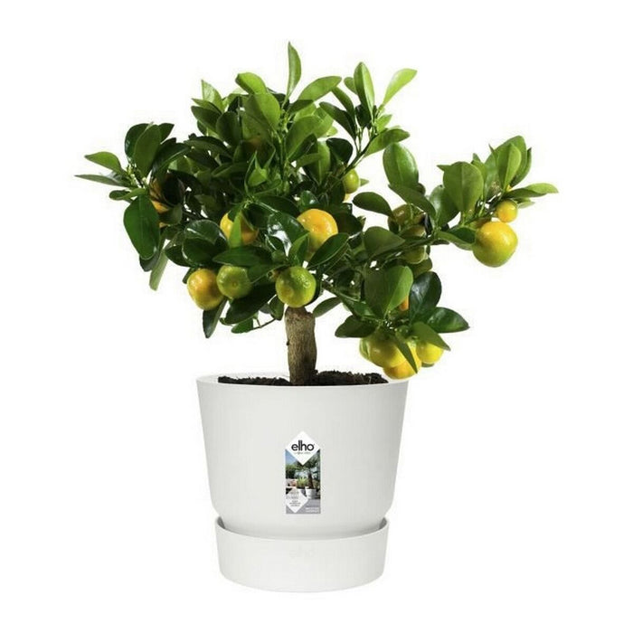 Ghiveci Elho Greenville Rotundă Alb Plastic (Ø 29,5 x 27,8 cm)
