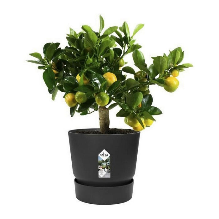 Ghiveci Elho Greenville Negru Plastic Rotundă Rotund Ø 30 cm Ø 29,5 x 27,8 cm