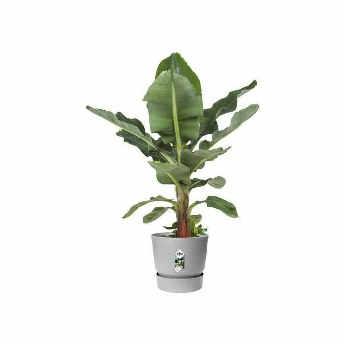 Ghiveci Elho Greenville Ø 24,48 cm Plastic