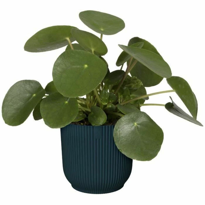 Ghiveci Elho   Ø 25 cm Rotundă Albastru închis Plastic