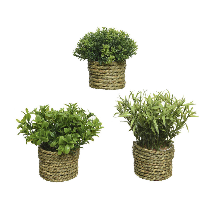 Plantă decorativă Basic Home Artificial Въже Verde 16 x 3 cm