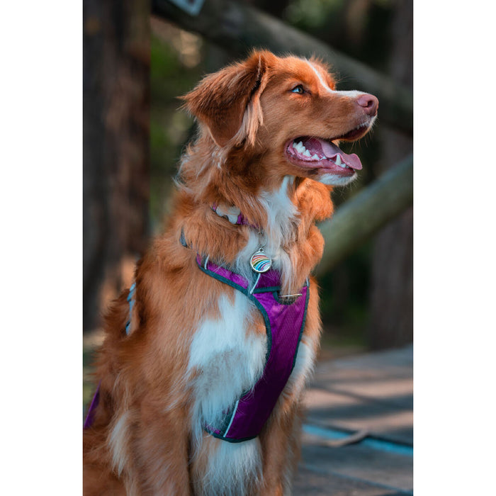 Ham pentru câini Red Dingo Dingo 47-73 cm 56-80 cm Mov L
