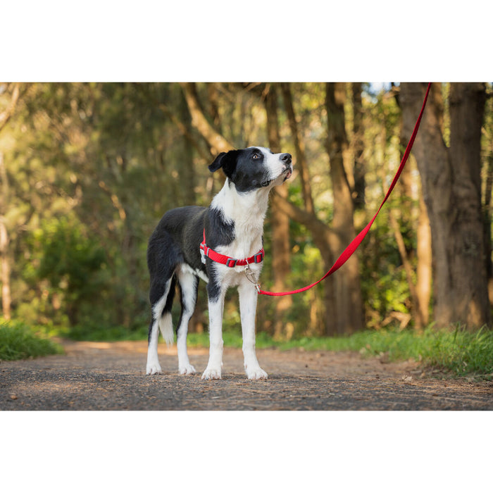 Ham pentru câini Red Dingo 59-84 cm Roșu M/L