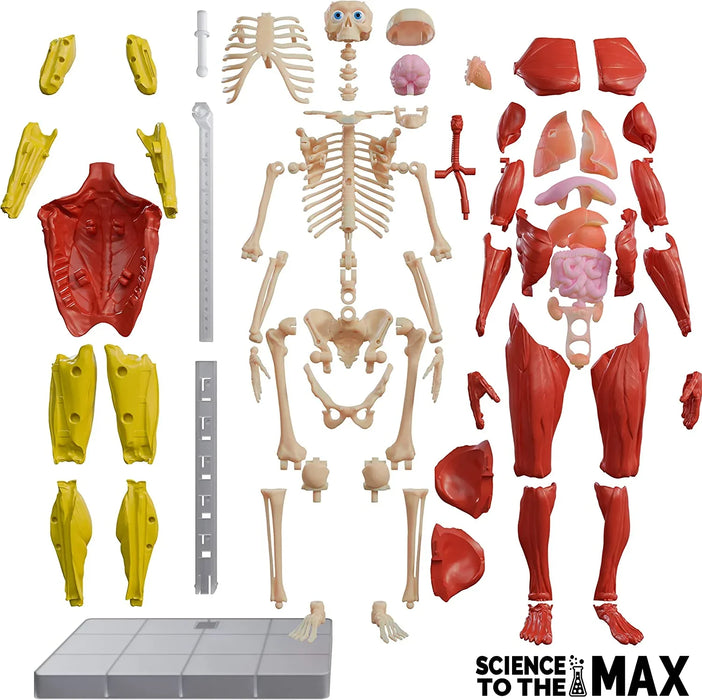 Set educativ Born to Play Science To The Max, corp uman interactiv, 60 de piese, 8+ ani