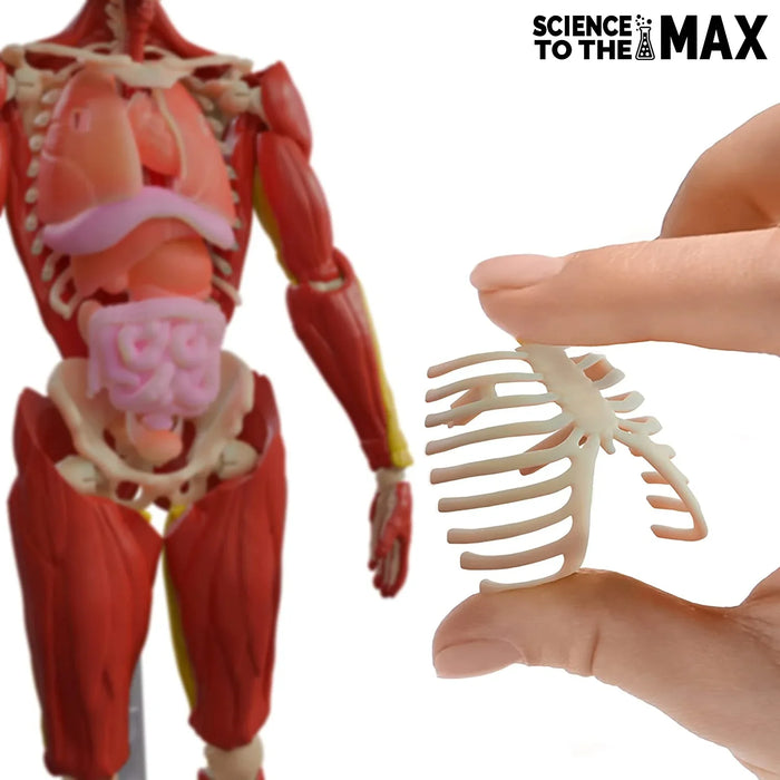 Set educativ Born to Play Science To The Max, corp uman interactiv, 60 de piese, 8+ ani