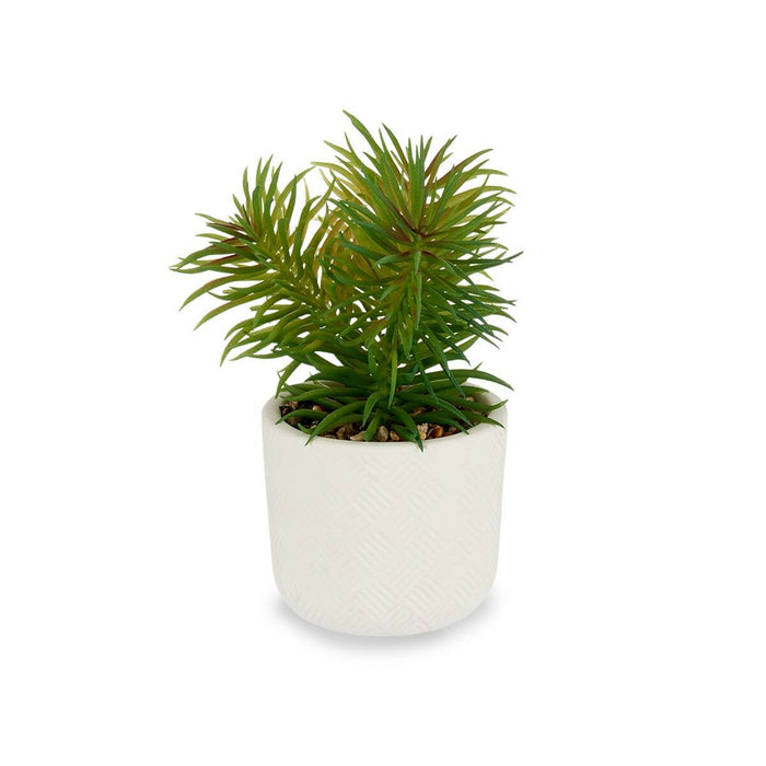 Plantă decorativă Alb Verde (14 x 20 x 14 cm) (12 Unități)