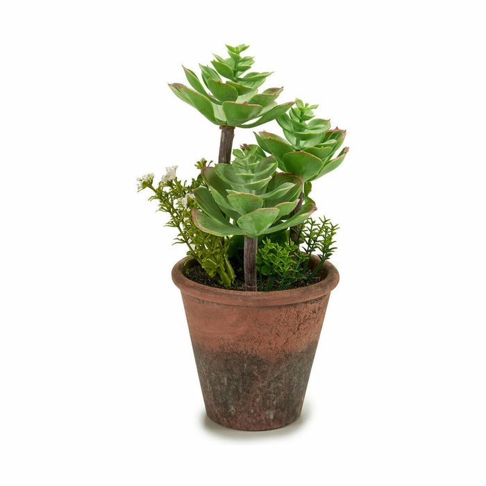 Plantă decorativă Suculent Plastic 16 x 23 x 16 cm (12 Unități)