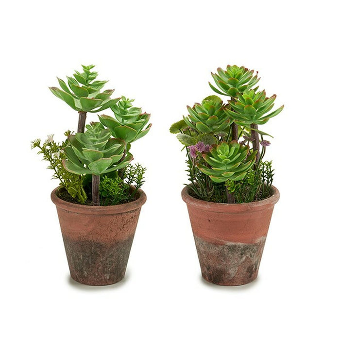 Plantă decorativă Suculent Plastic 16 x 23 x 16 cm (12 Unități)