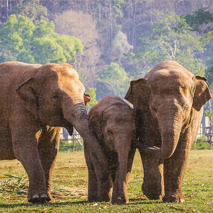 Puzzle Colorbaby Elephant 500 Piese 6 Unități 61 x 46 x 0,1 cm