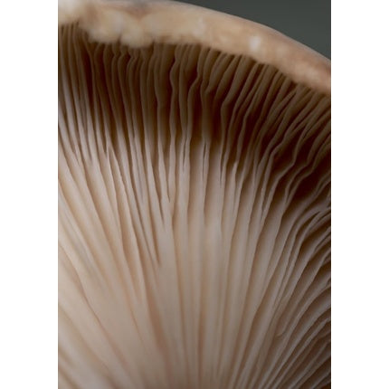 Cremă Față Babor Stress Defense cu Ciuperci Reishi, Chaga, Shiitake și Rădăcină de Ginseng 50ml