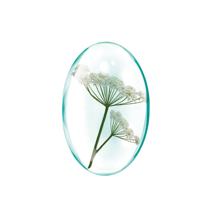 Supliment alimentar Rotta Natura Brânca-ursului Extract, 60 capsule